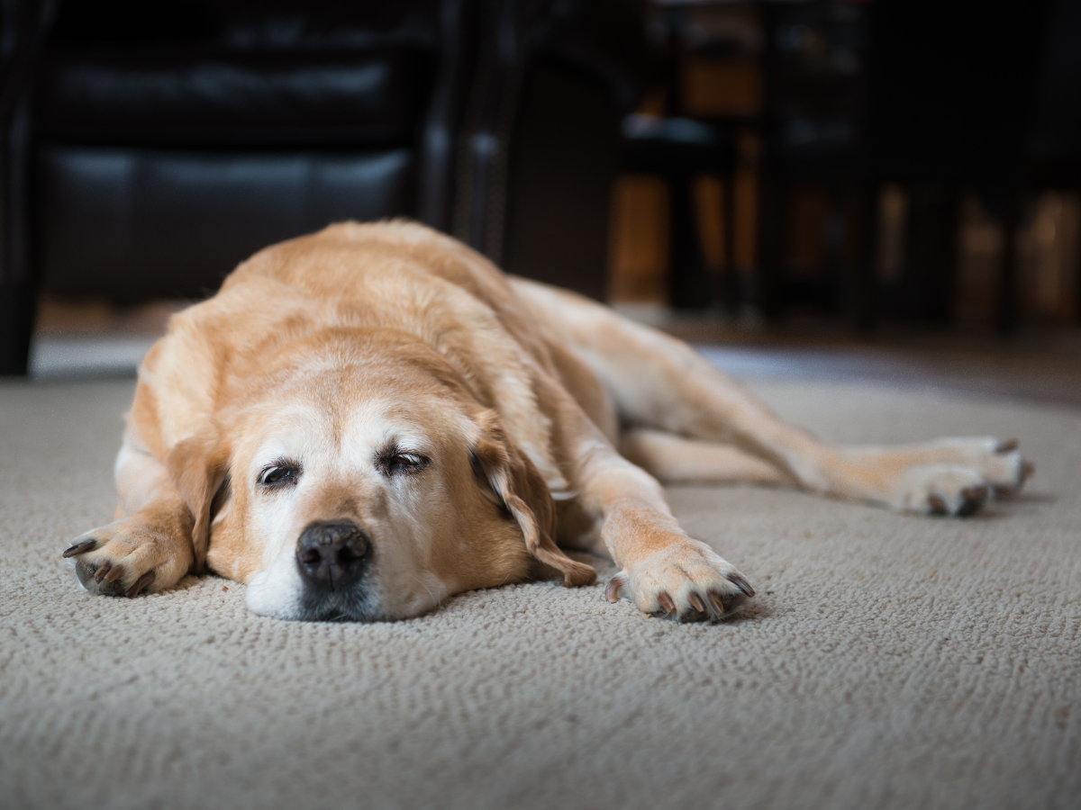 A Guide to the Best CBD Solutions for Dog Arthritis